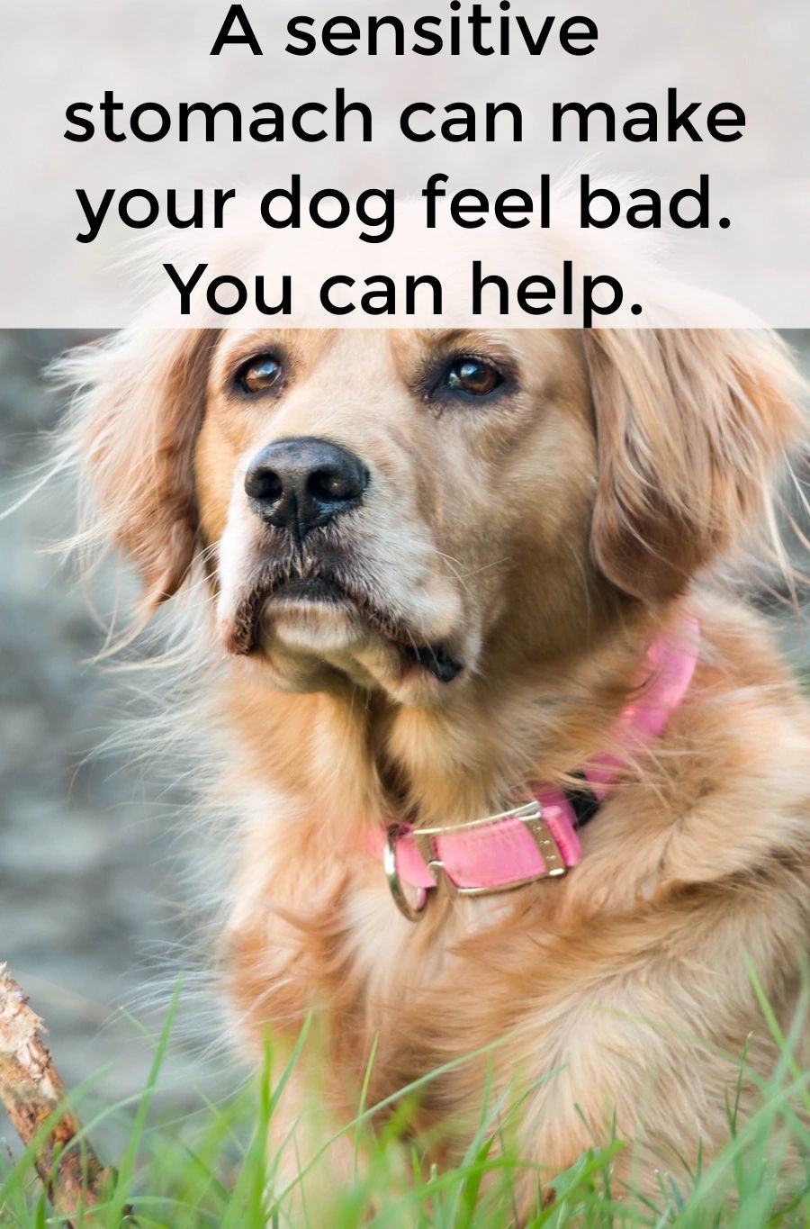 Many dogs have food sensitivities or allergies that make them feel bad. Vomitting or diarrhea can be part of that.  A trip to the vet and careful management can help them live a normal life.