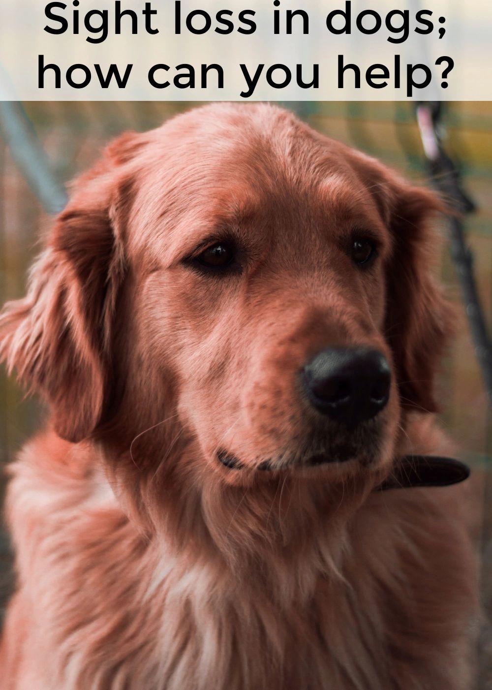 Dogs that can’t see well might need special accommodations. Comfortable routines, extra supervision and patience can go a long way in helping them adjust and navigate their world. Dogs that can’t see well might need special accommodations. Comfortable routines, extra supervision and patience can go a long way in helping them adjust and navigate their world.