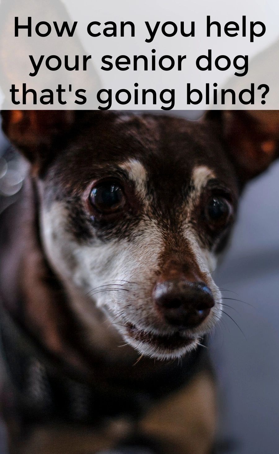 As they age, dogs can lose their ability to see as clearly. Cataracts, glaucoma, etc. can even lead to blindness. As these things happen, your dog is going to need your support. As they age, dogs can lose their ability to see as clearly. Cataracts, glaucoma, etc. can even lead to blindness. As these things happen, your dog is going to need your support.