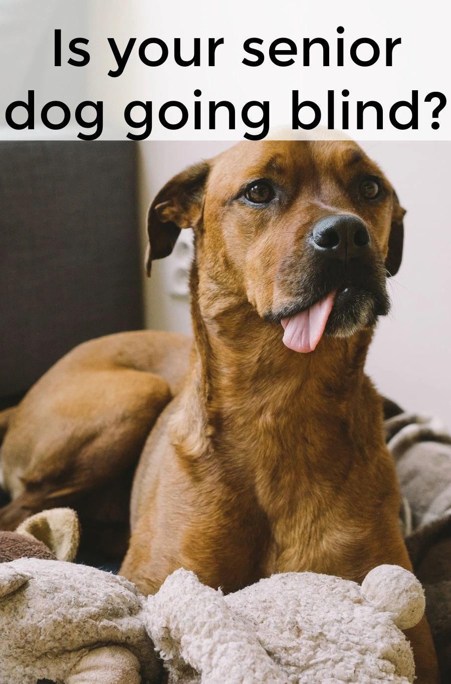 Dogs get old, sadly. As their bodies start to take on the problems of aging, you can help them feel better with patience, a little creativity, and love. Dogs get old, sadly. As their bodies start to take on the problems of aging, you can help them feel better with patience, a little creativity, and love.