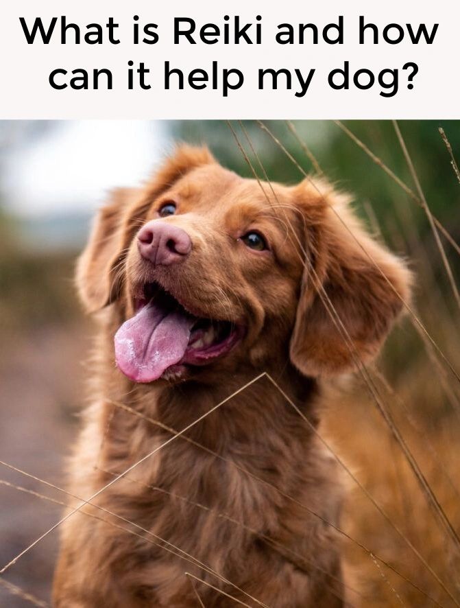 Reiki is a holistic healing approach that can help your dog in lots of ways. Reiki is a holistic healing approach that can help your dog in lots of ways.