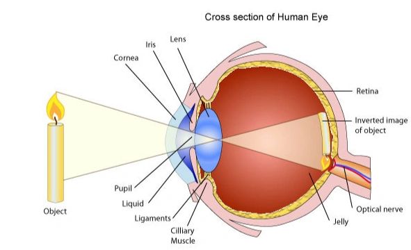 How does the eye work?