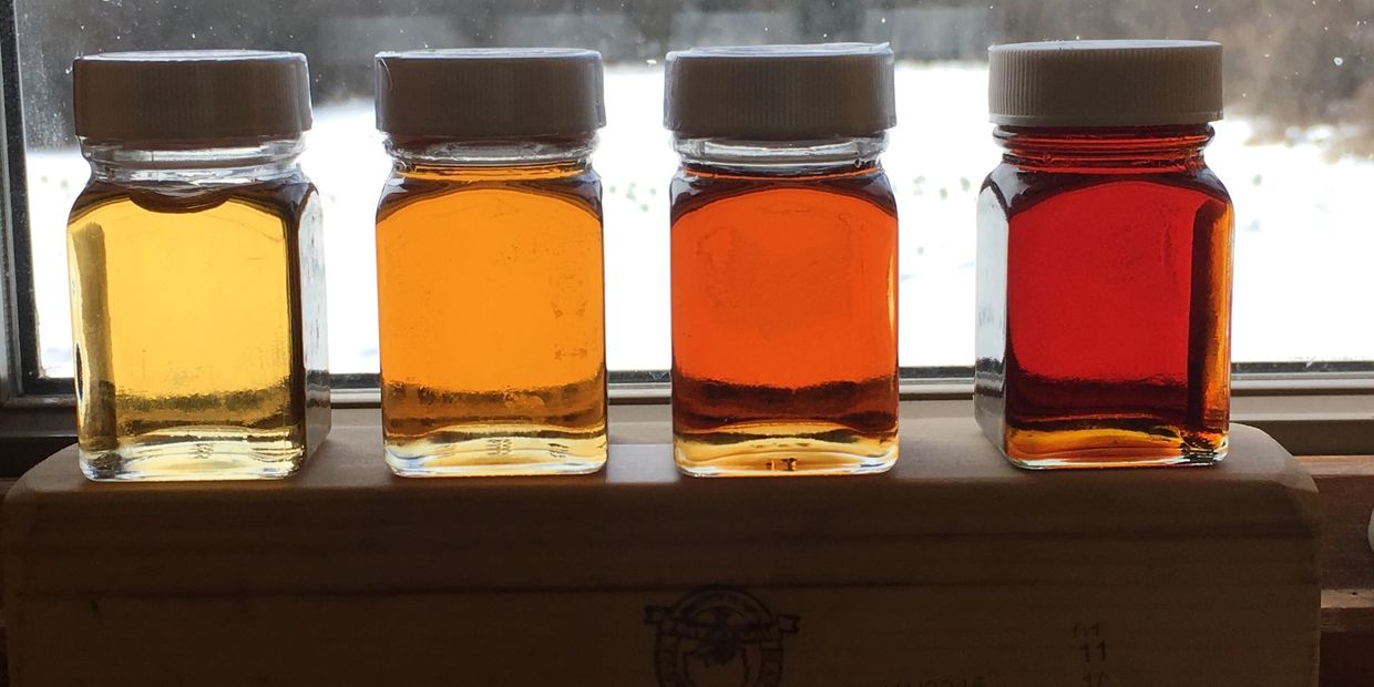 Christmas Trees, Maple Whitetail Tree Farm Fabius, New York