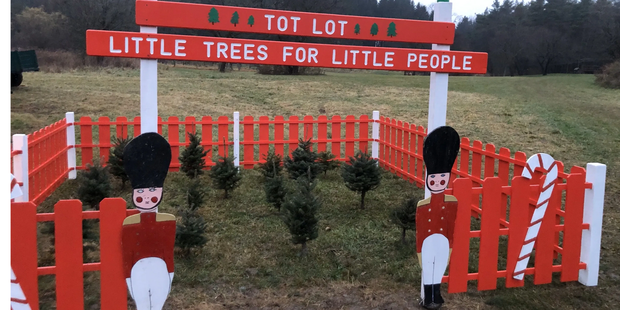 Christmas Trees, Maple Whitetail Tree Farm Fabius, New York