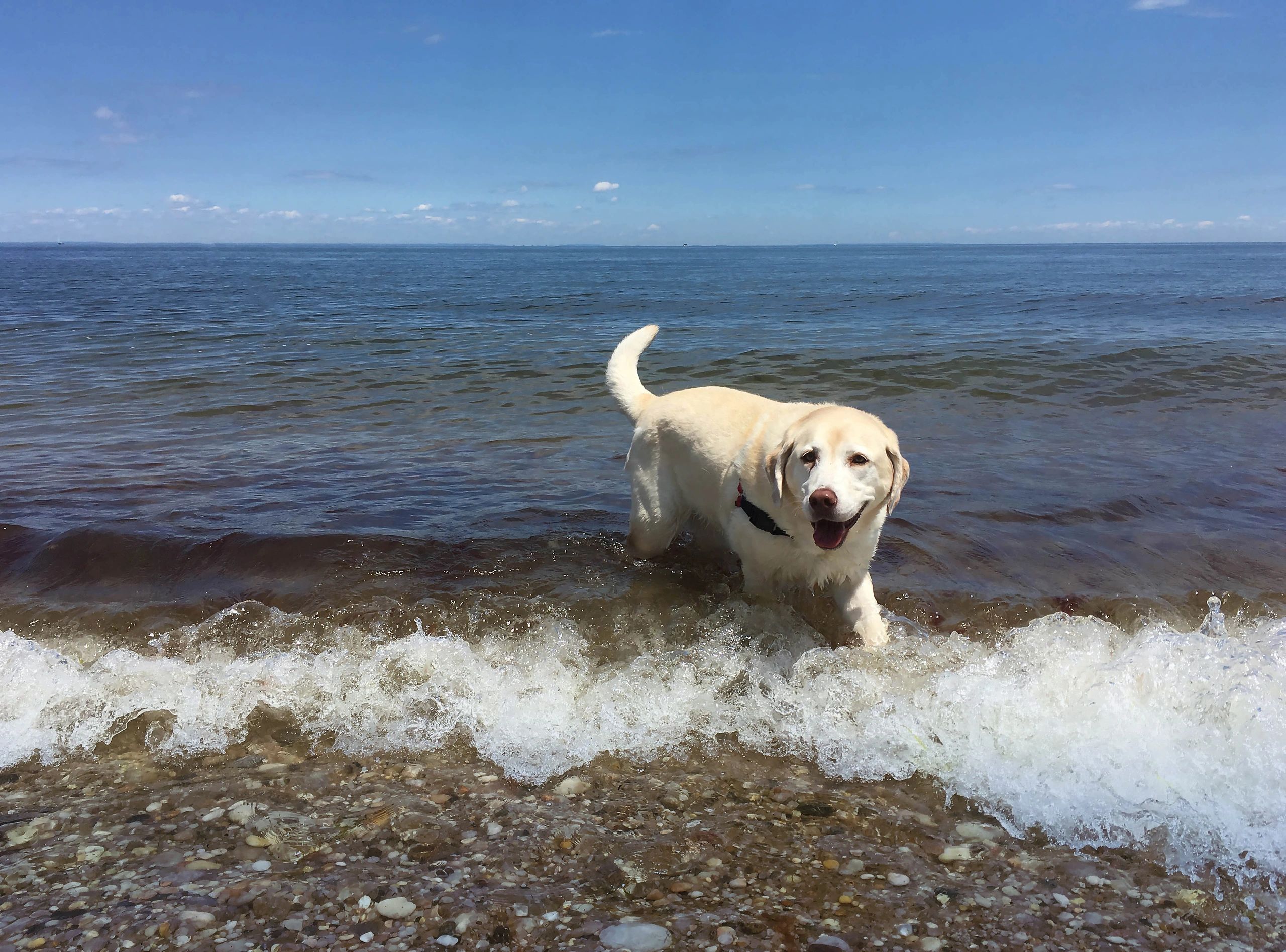 Dog Boarding - Lovely Labs Dog Boarding