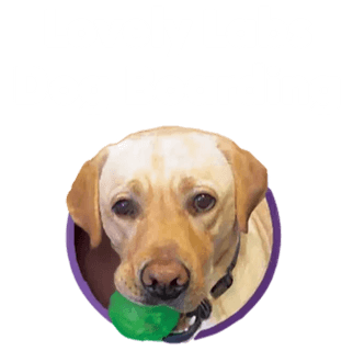 Lovely Labs Dog Boarding