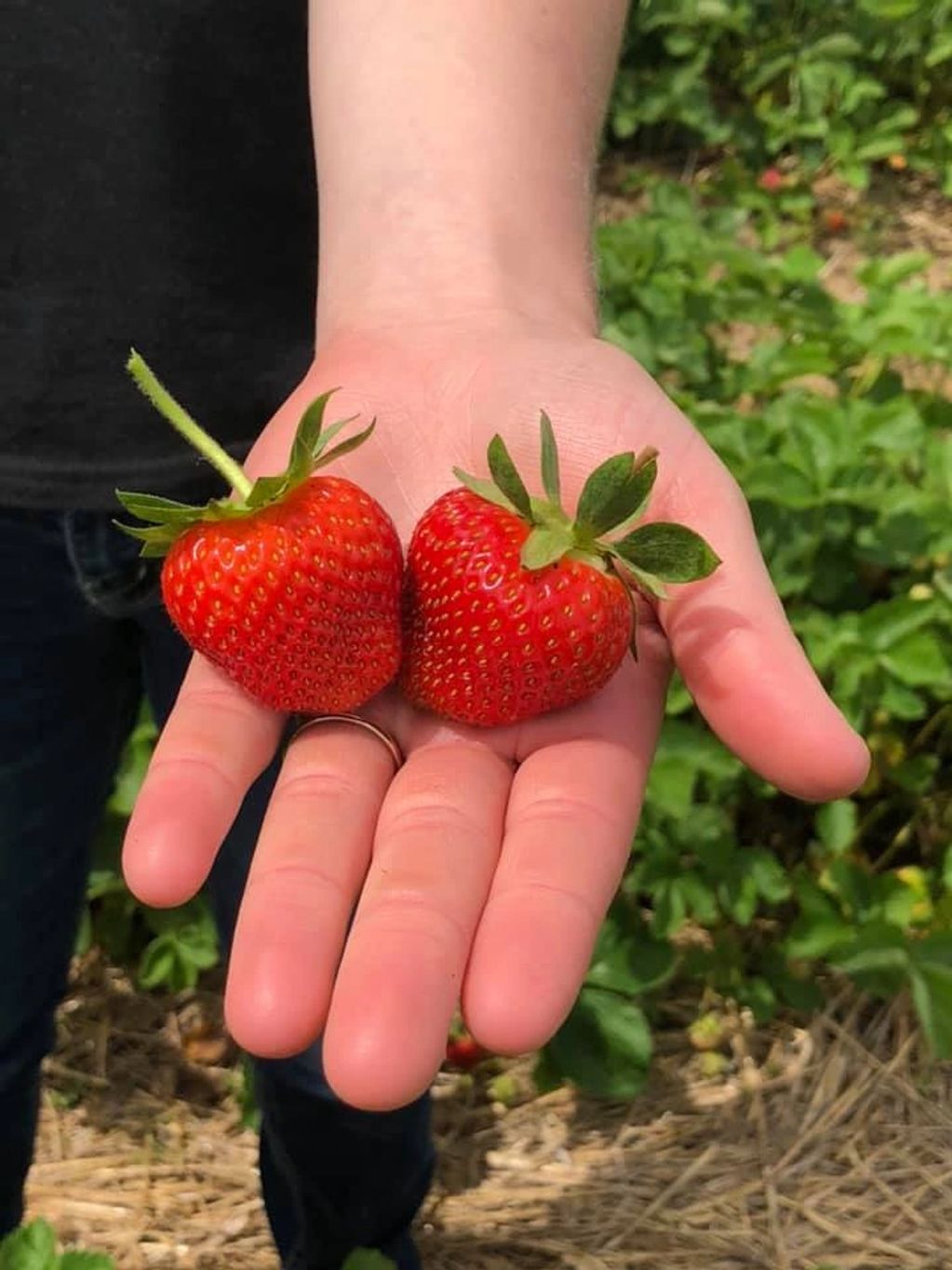 Delicious strawberries will be back again next season! We harvest our berries between June and Octob