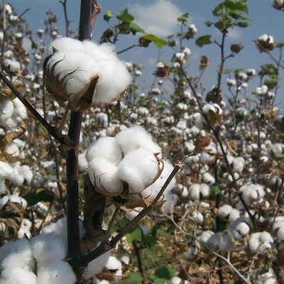 Cotton bulbs ready to harvest.