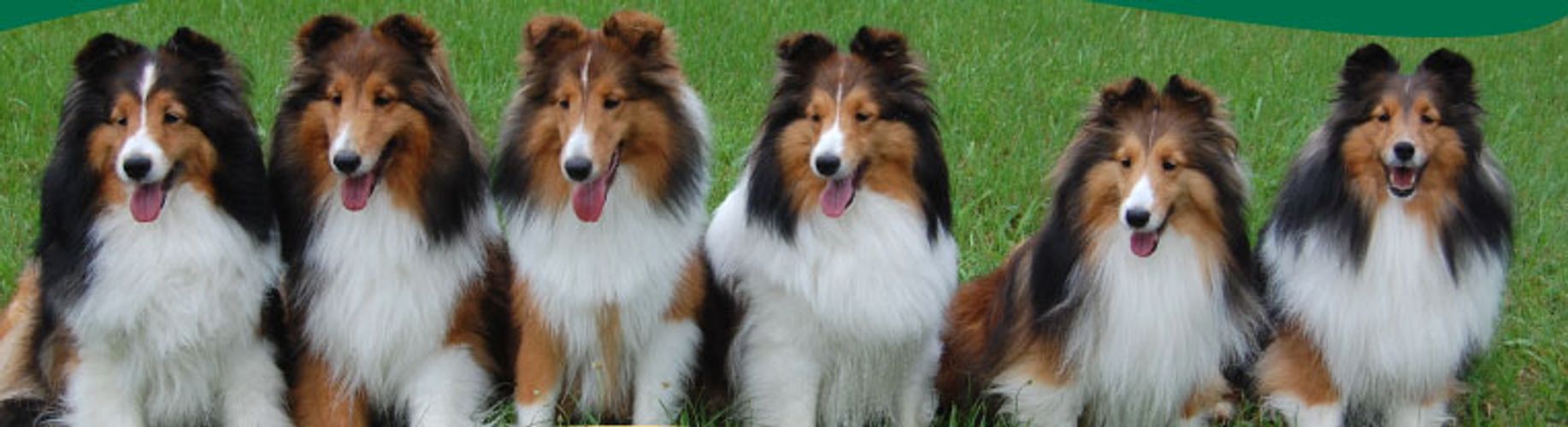 Shetland sheepdogs, shelties