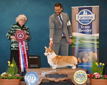A Corgi wins Best in Show at a dog competition with judge and handler.