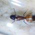Camponotus nearcticus yellow morph, ants for sale, queen ants, queen ants for sale in US, rare ants