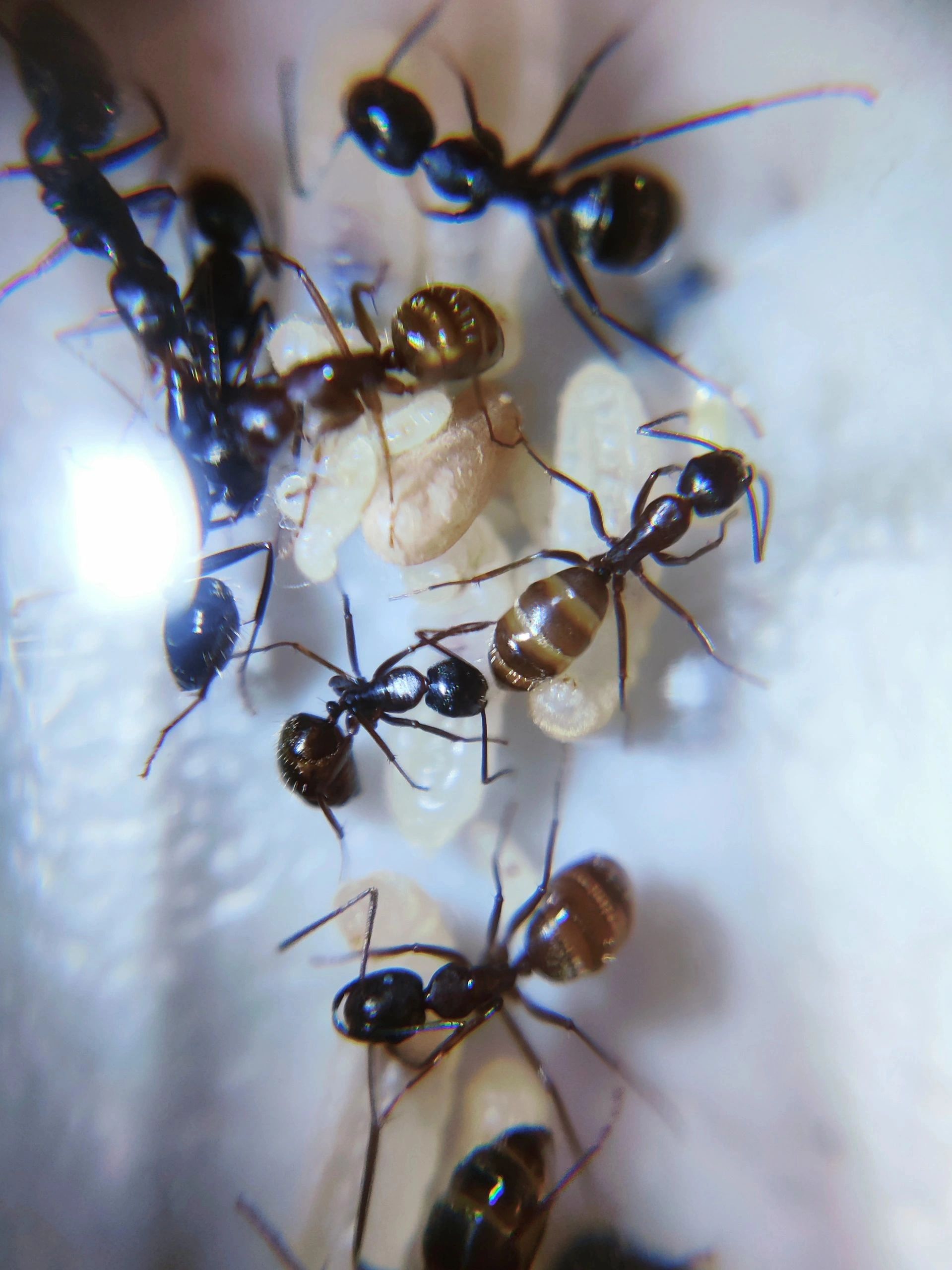 Camponotus pennsylvanicus workers, ants for sale, queen ants, queen ants for sale in US, rare ants