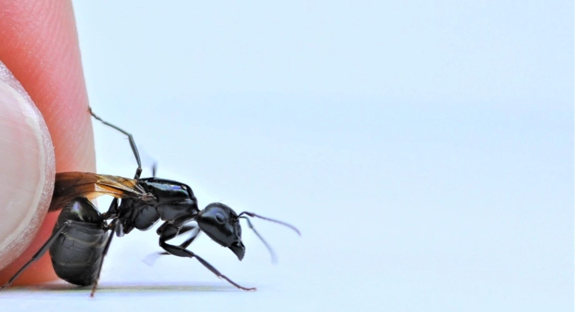 Camponotus pennsylvanicus