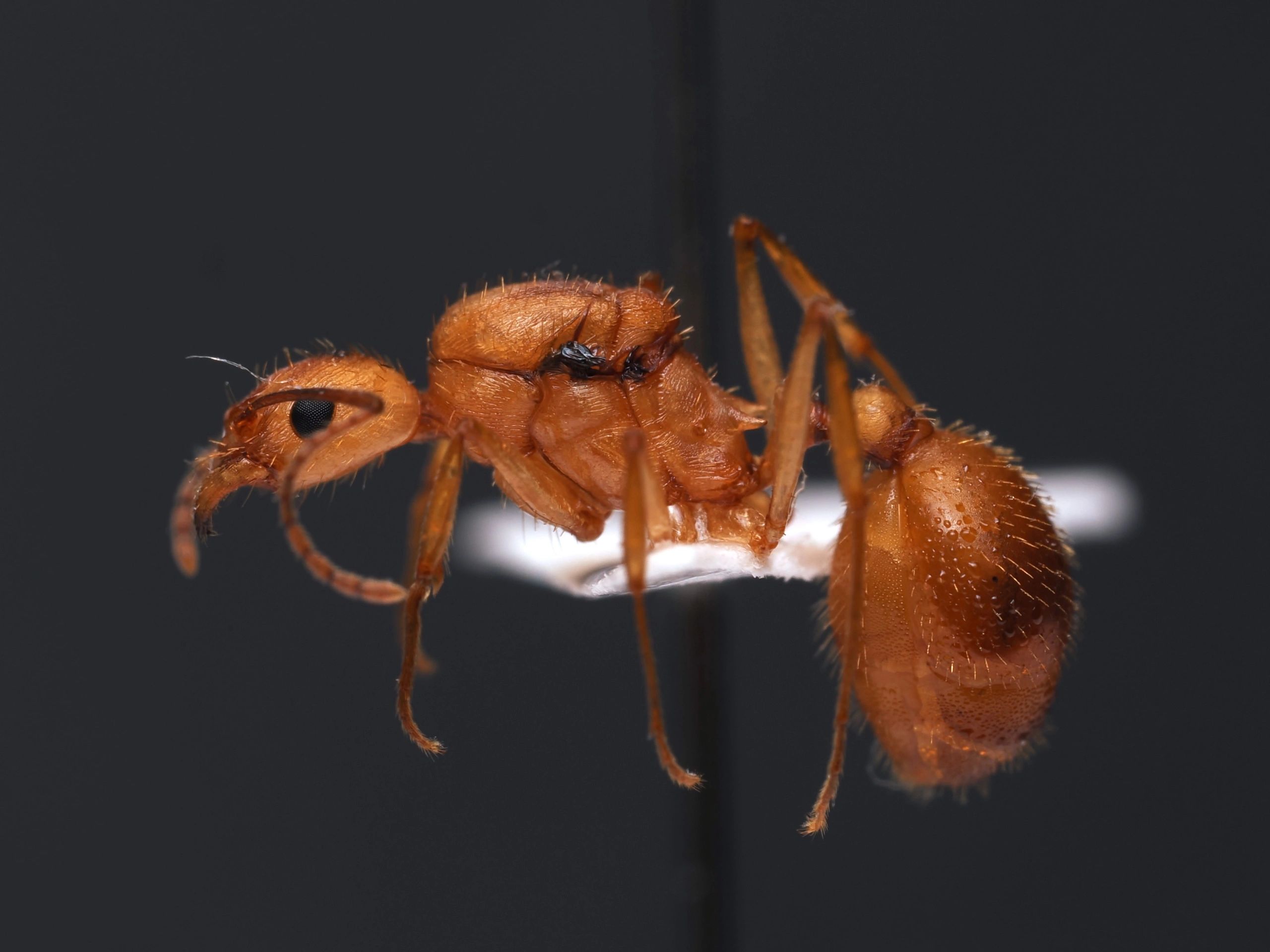 buy ants, ants for sale, ants for sale US, sell ants