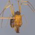 Queen ants for sale: Odontomachus banksi