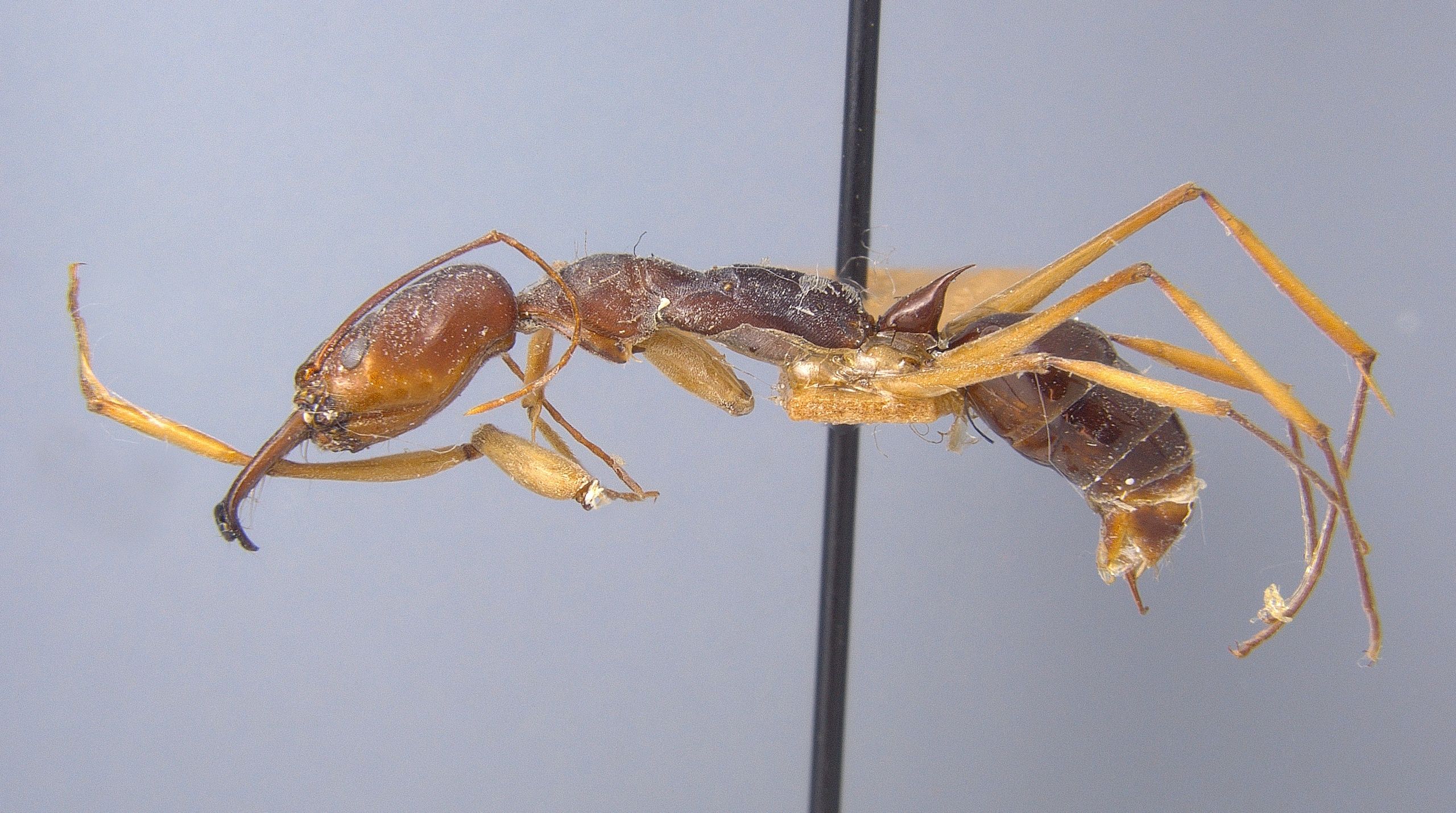Odontomachus infandus large trap jaw ant rare queen ants for sale
