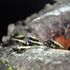 Camponotus pennsylvanicus, ants for sale, queen ants, queen ants for sale in US, rare ants