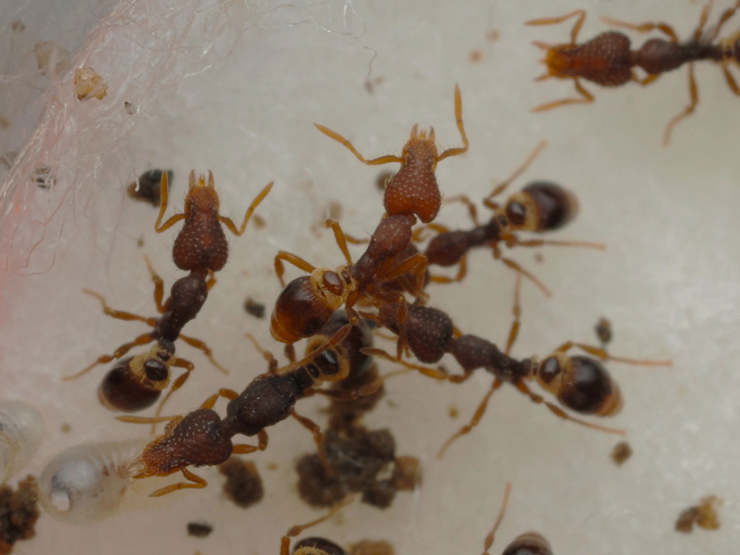 Strumigenys strumigenys rostrata rare ant buy ants, ants for sale, ants for sale US, sell ants