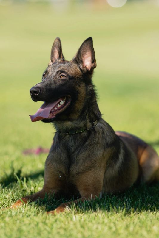 Dog with another household pet, calm