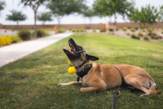 Off-leash obedience at a distance