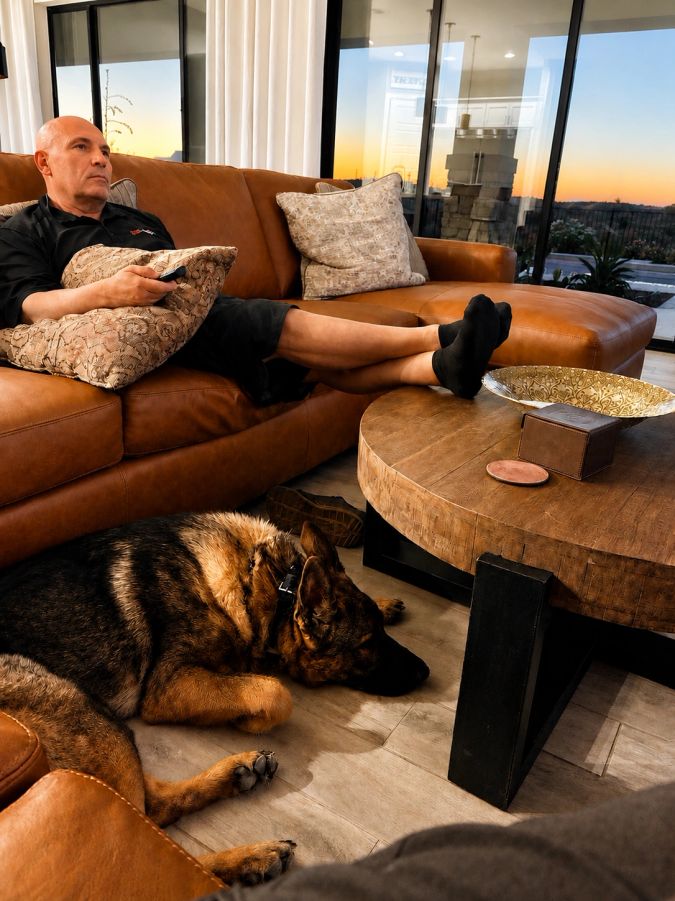 German Shepherd calm indoors