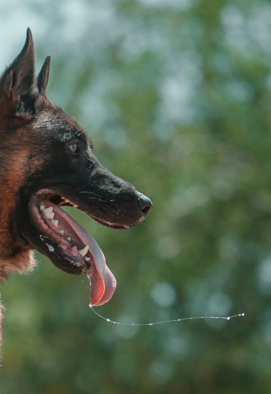 Trainer directing a dog mid-exercise