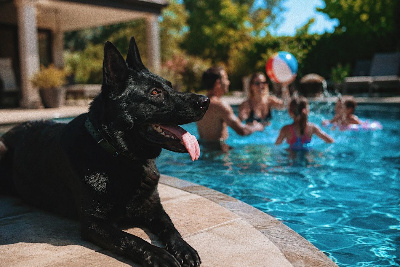 German Shepherd relaxed with family