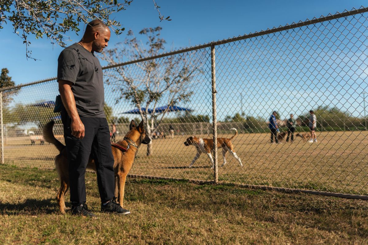 Dog in a varied, realistic training environment