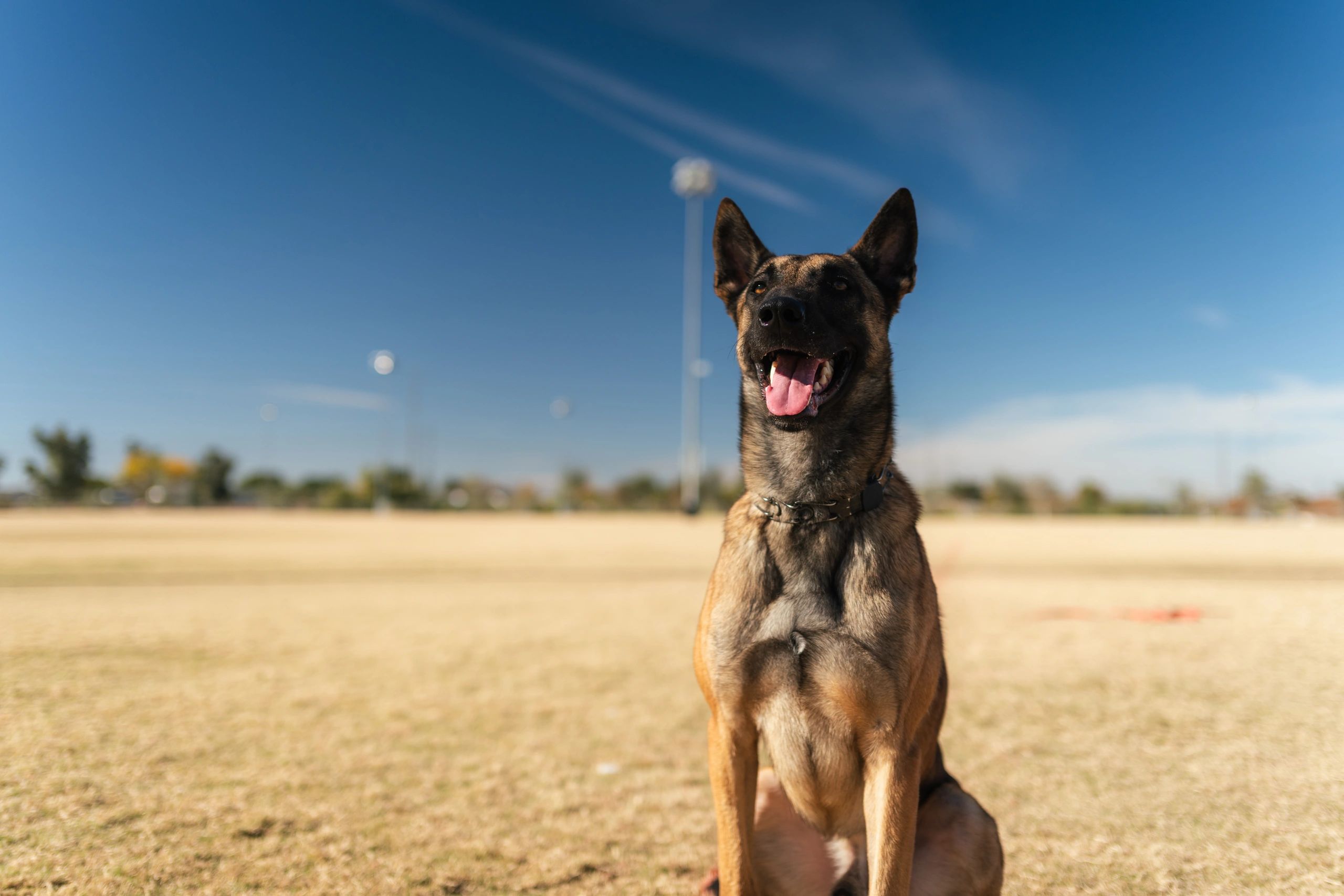 Owner practicing a command post-delivery