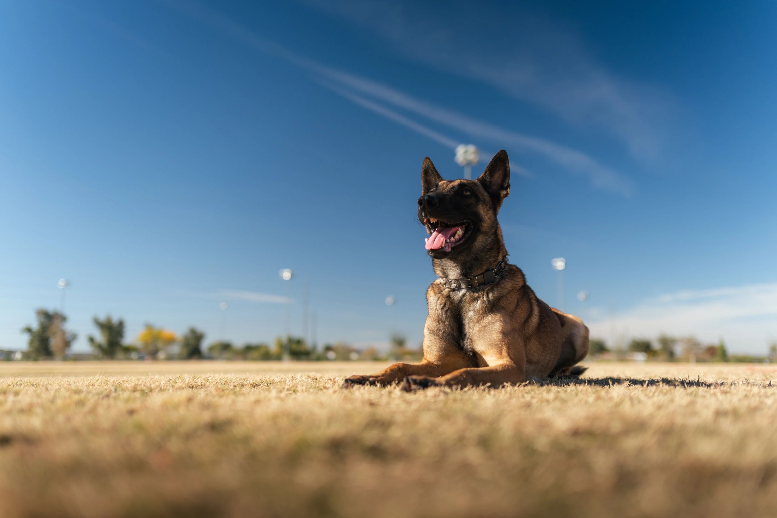 Dog performing a heel or sit command with trainer