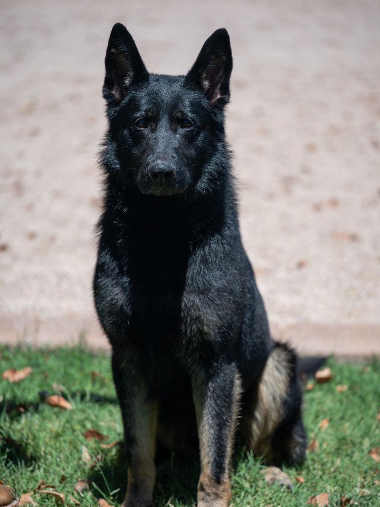 Kimber