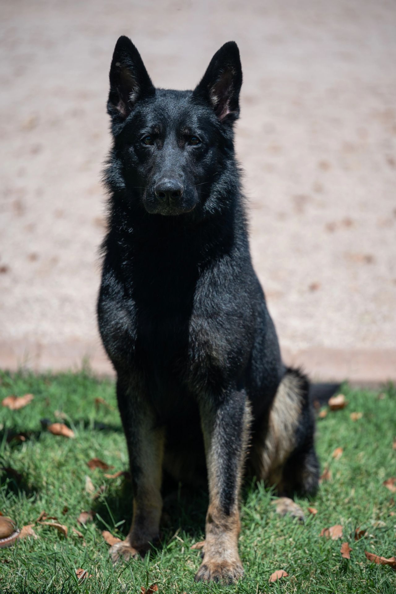 Kimber photo 1