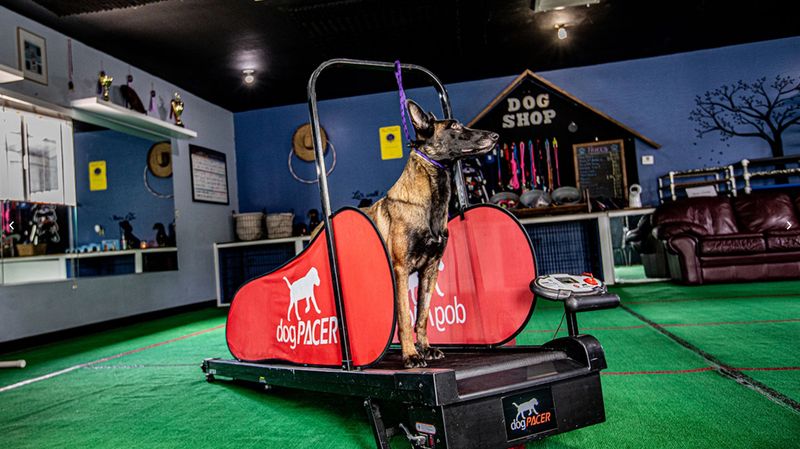 Delivery day photo: trainer handing leash to new owner