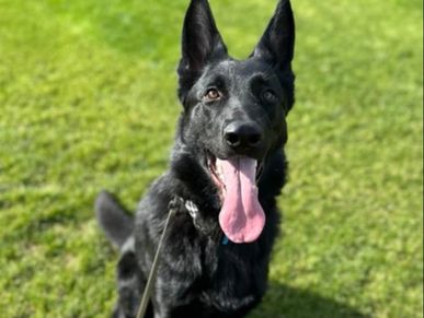 Roy, trained German Shepherd protection dog sold at Guardian Protection Dogs