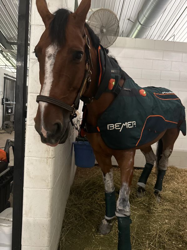 Horse wearing a BEMER therapy blanket and leg wraps in a stable.