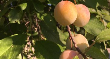 Ontario Native Prunus Americana plum fruit tree with ripe fruit