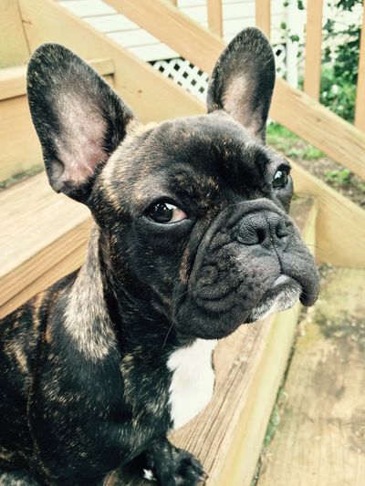 French Bulldog who uses CBD that is safe for pets, including dogs, cats and horses