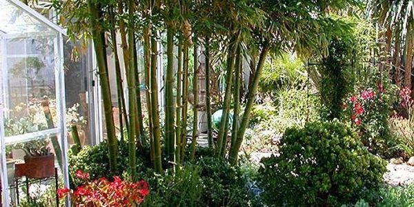 Garden Help: Clumping bamboo options for landscape