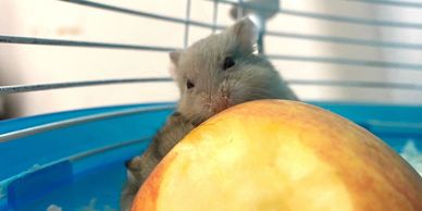 Fancy Rat for Sale - Live Small Pets