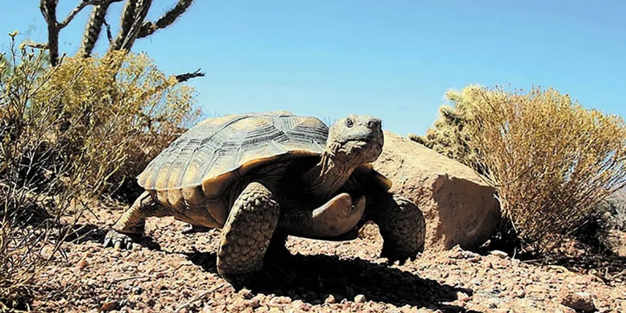 Mojave Desert tortoise endangered and protected by company's like RSEI.