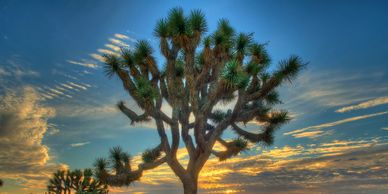 Joshua Tree National Forest, located in the Mojave Desert