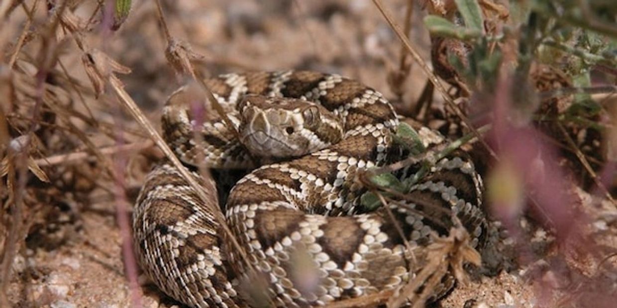 Copper head snake in the Mojave Desert