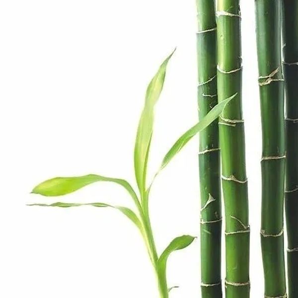 <natuur> <hollistischegenezing> <Amsterdam> <Amsterdamwest> <acupunctuur>  <cupping>