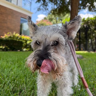 Dog walker on 30-minute walk with a sweet miniature schnauzer in Montrose Houston, Tx.