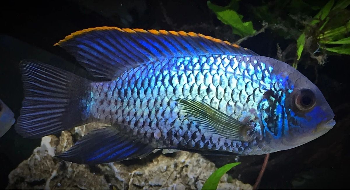 ELECTRIC BLUE ACARA 1 - 2 Inch