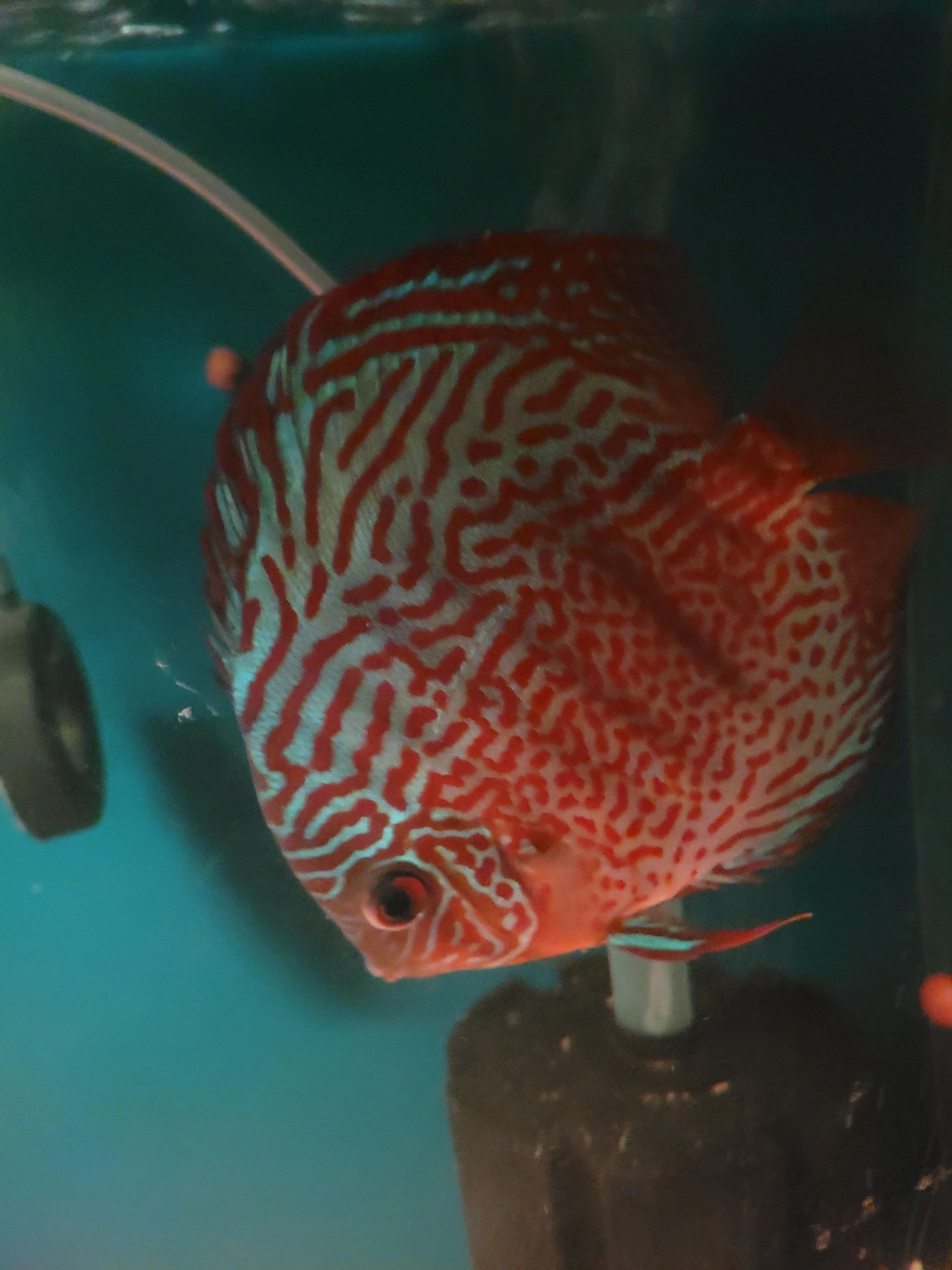 Discus Fish Care Guide & Species Study