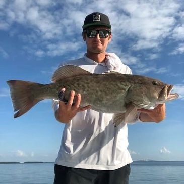 gag grouper in tampa bay