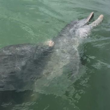 dolphins in tampa bay