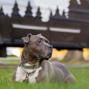 Science Based Positive Reinforcement Obedience Training Winston Salem Greensboro High Point NC