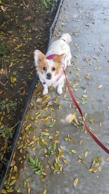 Cute olive with fall leaves